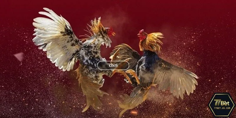 Tổng hợp một số loại hình cược đá gà 77Bet phổ biến